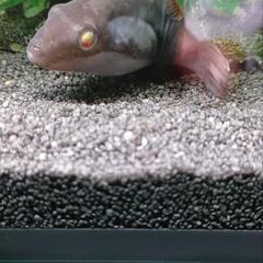 淡水熱帯魚