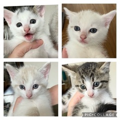 猫へのご支援お願いいたします
