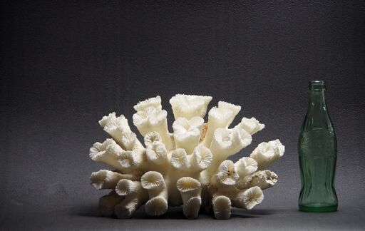 サンゴ2.7㎏ 珊瑚 水槽 置物 白化珊瑚 コーラル