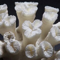 サンゴ2.7㎏ 珊瑚 水槽 置物 白化珊瑚　コーラルの画像