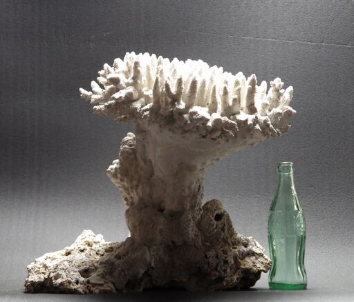 サンゴ9.9㎏ 珊瑚 水槽 置物 白化珊瑚　コーラル