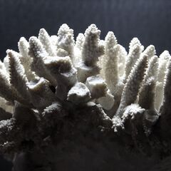 サンゴ9.9㎏ 珊瑚 水槽 置物 白化珊瑚　コーラルの画像