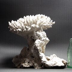 サンゴ9.9㎏ 珊瑚 水槽 置物 白化珊瑚　コーラルの画像