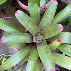 植物