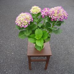 アジサイの画像