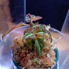 ソネリラspライトセーバーの画像