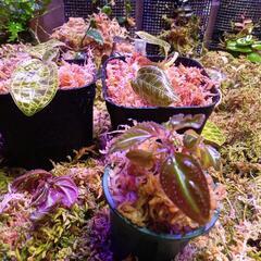 ソネリラspライトセーバーの画像