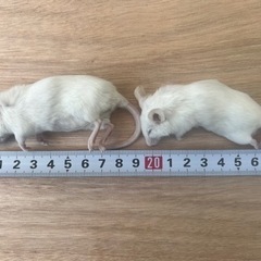 爬虫類用餌　冷凍マウス10匹セットの画像