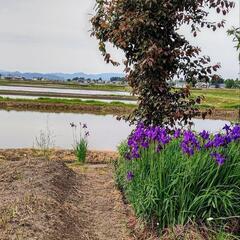 【高貴な菖蒲（アヤメ）】20株ほど！！の画像