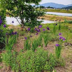 【高貴な菖蒲（アヤメ）】20株ほど！！の画像