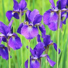 【高貴な菖蒲（アヤメ）】20株ほど！！