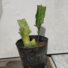 (取り引き者決定)月下美人苗差し上げます。