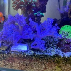 増量　海水水槽　サンゴ　パクパクウミアザミの画像