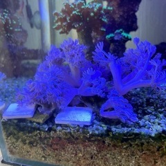 増量　海水水槽　サンゴ　パクパクウミアザミの画像