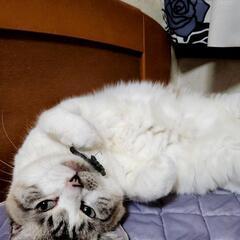 猫のトイレ　中古　ドーム型の画像