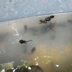 ヒキガエルのオタマジャクシ