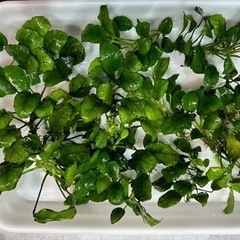 陰性水草　
アヌビアス・ナナ