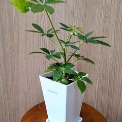 シェフレラ(カポック) 鉢植えの画像