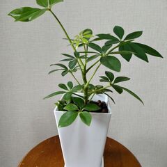 シェフレラ(カポック) 鉢植えの画像