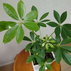 シェフレラ(カポック) 鉢植えの画像