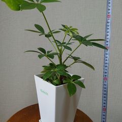 シェフレラ(カポック) 鉢植えの画像