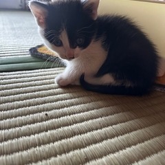 生後1ヶ月の子猫　2匹