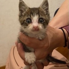 【譲渡先決定しました】子猫