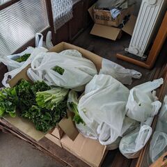 葉野菜等差し上げます
