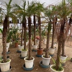 フェニックス　ロベレニー　植物