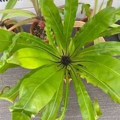 植物