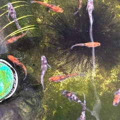 メダカ　極上三色ラメ　針子の画像