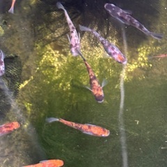メダカ　極上三色ラメ　針子の画像