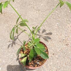 カポック(小) 苗木 観葉植物 グリーン ガーデニング 家庭菜園 