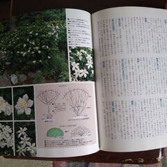 花を楽しむ庭木の画像