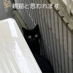 友人の家の庭に仔猫がいます。 - 京都市