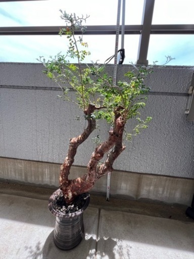 植物　
生活雑貨 家庭用品 ガーデニング