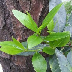 ローリエ 挿し木用10cm 8本