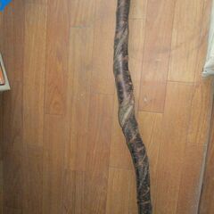 引取り限定　桜の木　詫び錆の画像