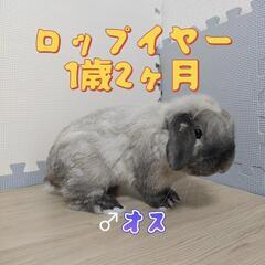 ロップイヤー うさぎ