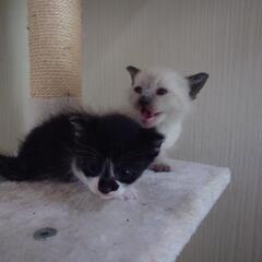 子猫の里親　決まりそうです。ありがとうございます。