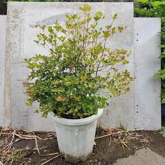 ドウダンツツジ 株立ち 90cm 植木鉢付き
