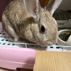 ミニウサギ  2才9ヶ月の女の子
