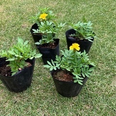 マリーゴールド　ゴーヤ　バジル　他　の苗　　