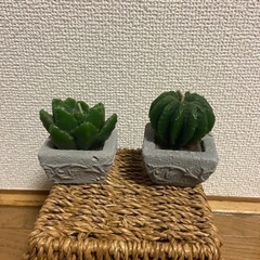 サボテンの置物