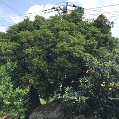 剪定、伐採、除草、その他 - 剪定/造園