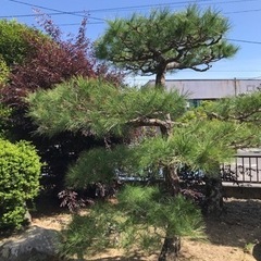 剪定、伐採、除草、その他 - 南島原市