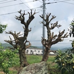 剪定、伐採、除草、その他 − 長崎県