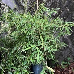生活雑貨 家庭用品 ガーデニング