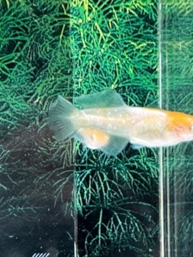 ハイビスカス キッシングワイドフィン トリオ　現物　若魚個体