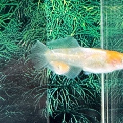 ハイビスカス キッシングワイドフィン トリオ　現物　若魚個体